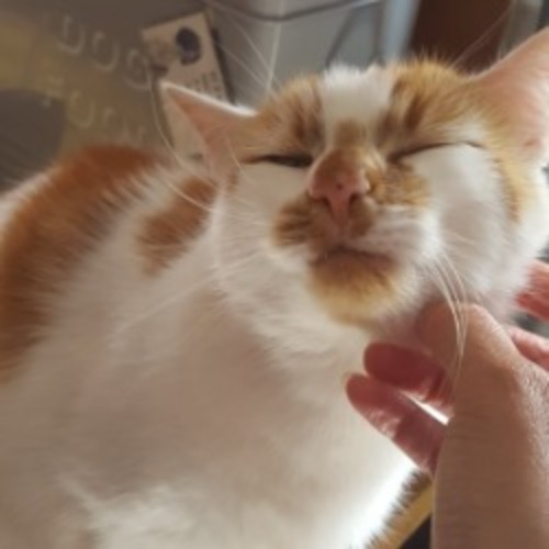 white and ginger cat Cooper enjoying a chin rub